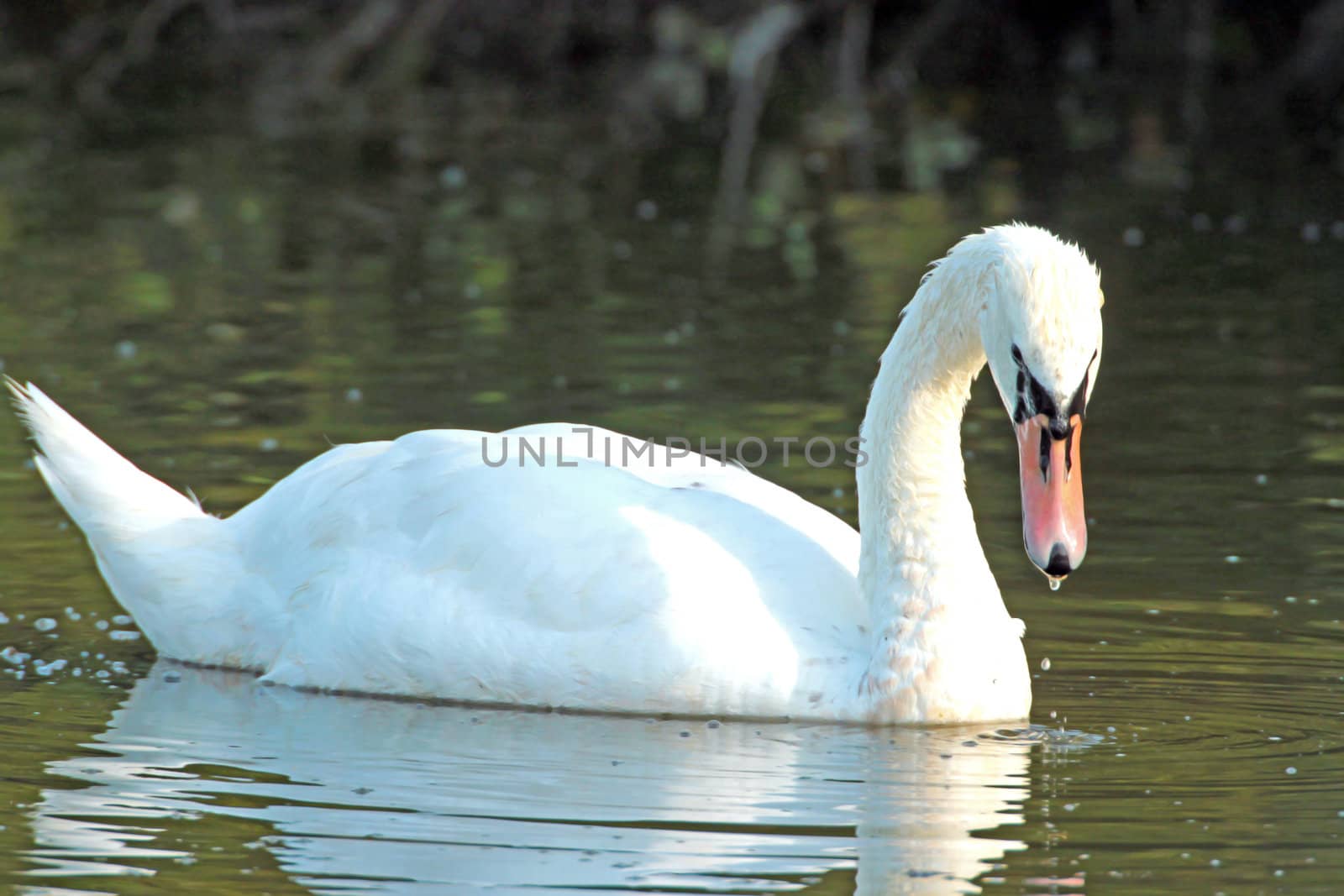 Swan by renegadewanderer