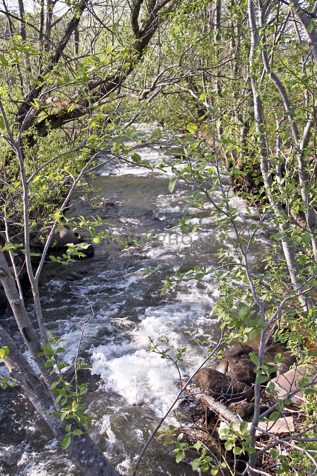 Closeup of a forest creek with trees