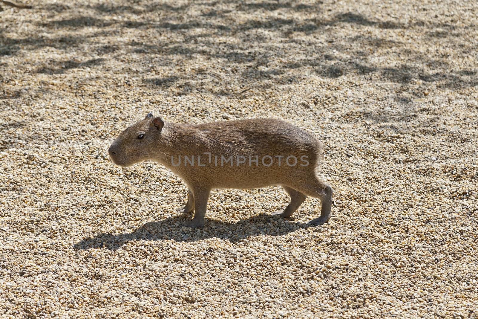 A single capibara standing in the sunlight