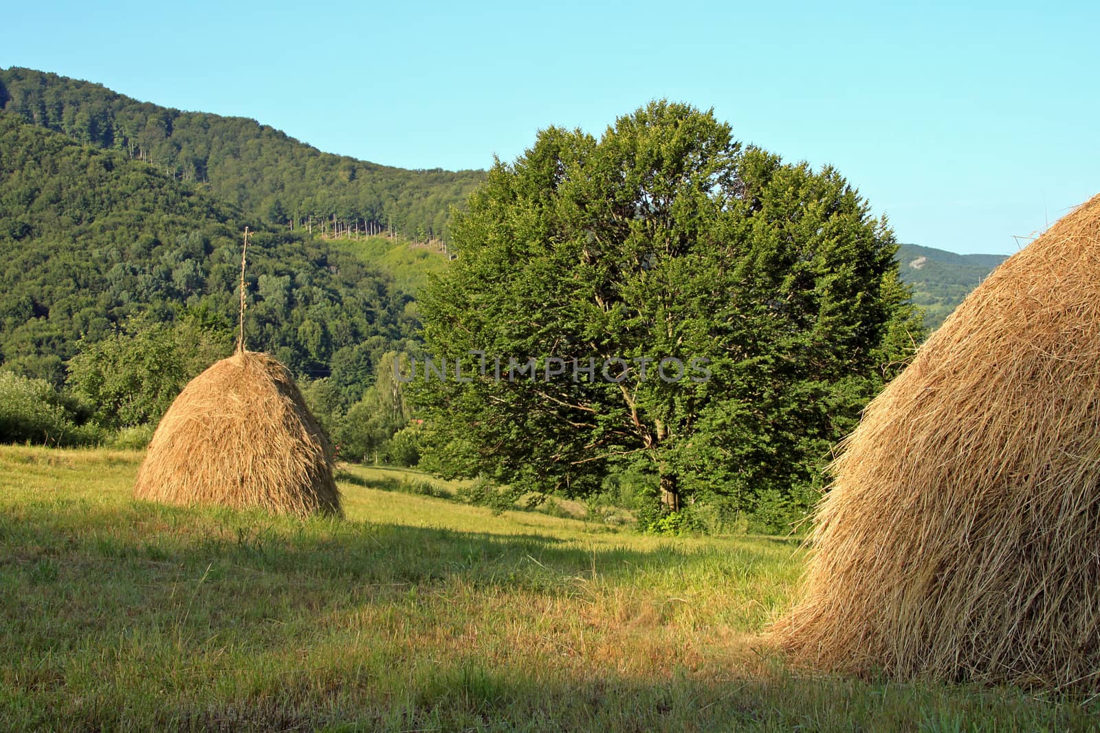 Heaps of straw on the meadow by renegadewanderer