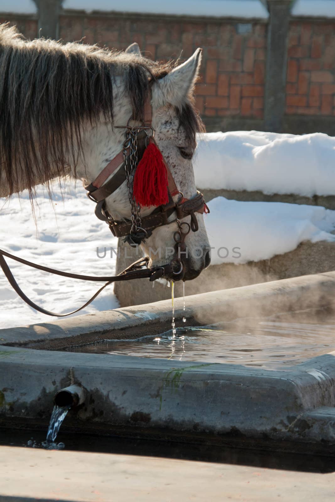 A white horse is drinking at a trough