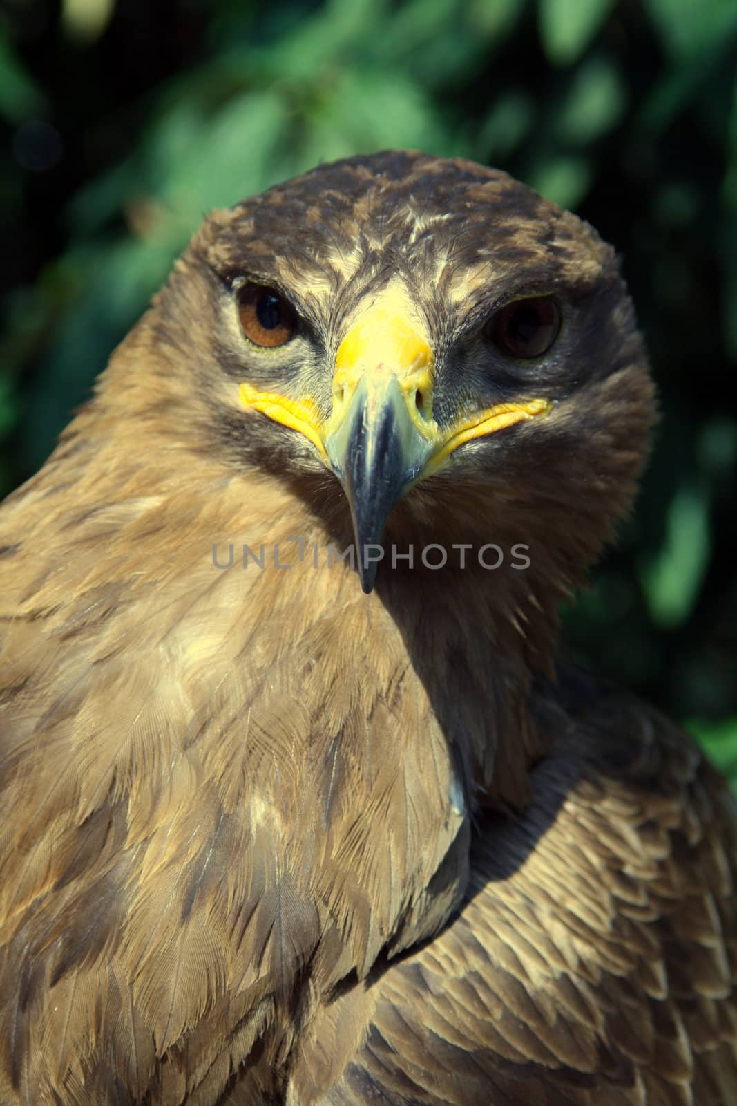 A golden eagle with a leafy environment