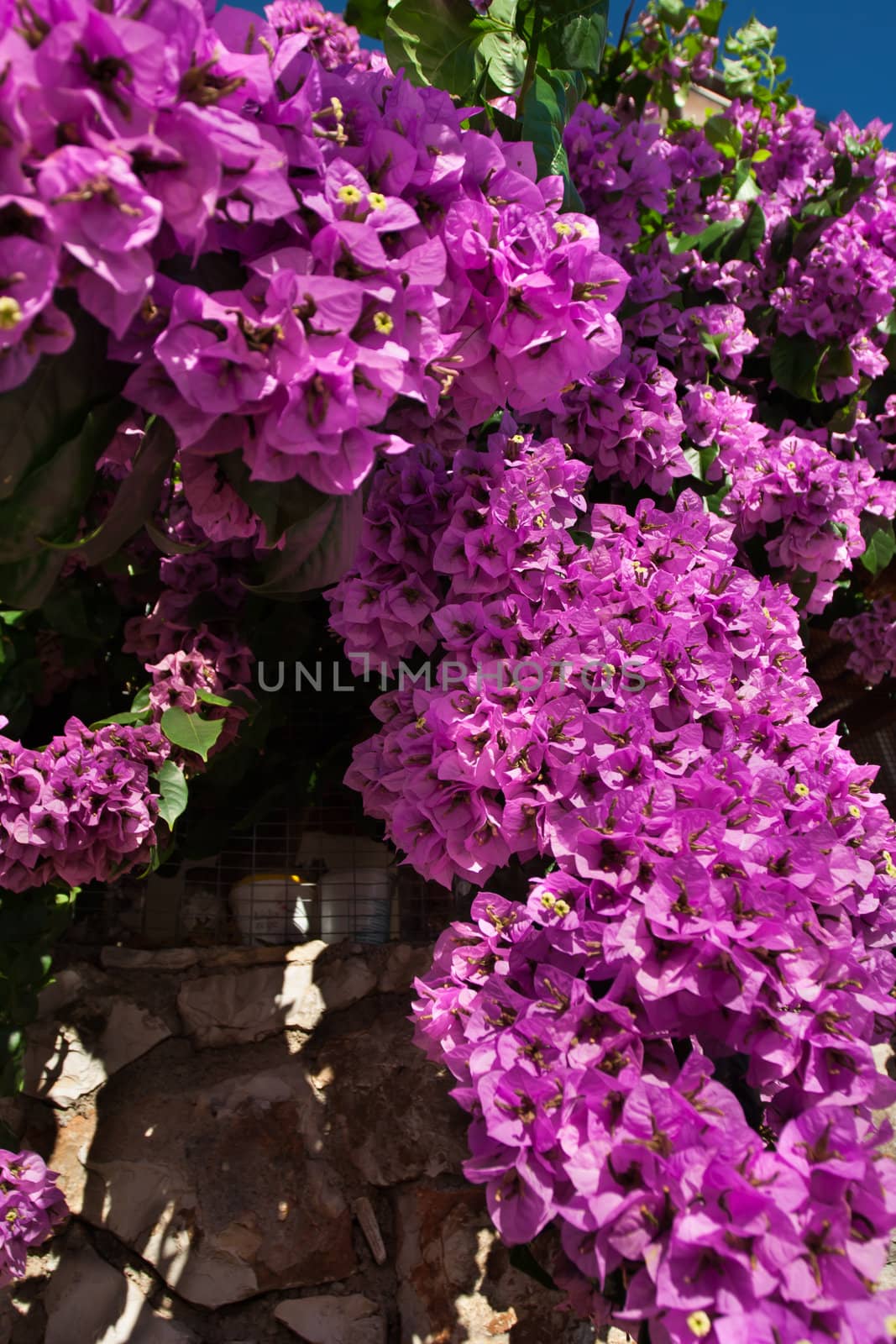 beautiful cyclamen bugenvillea by NagyDodo