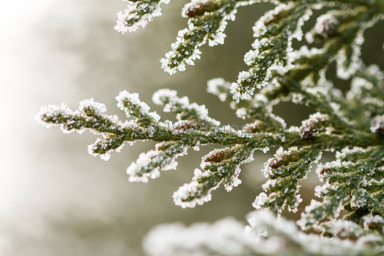 white hoarfrost crystal on green thuja twig