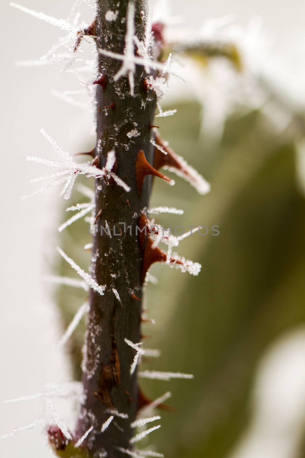 hoarfrosted rose thorn