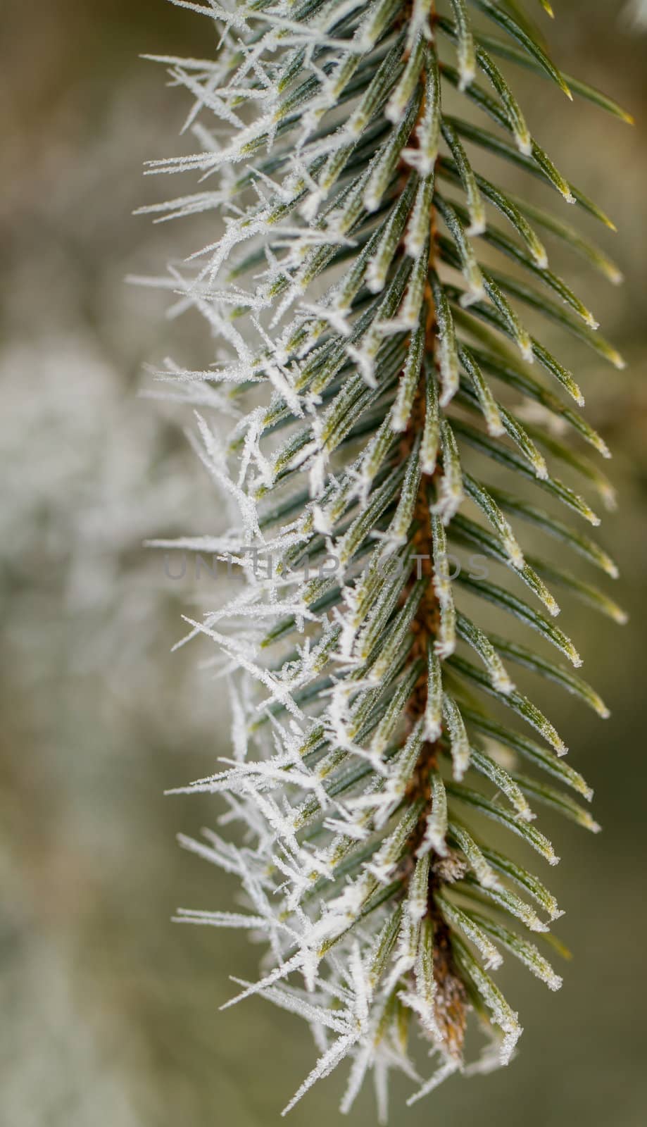 hoarfrost on silver pine branch