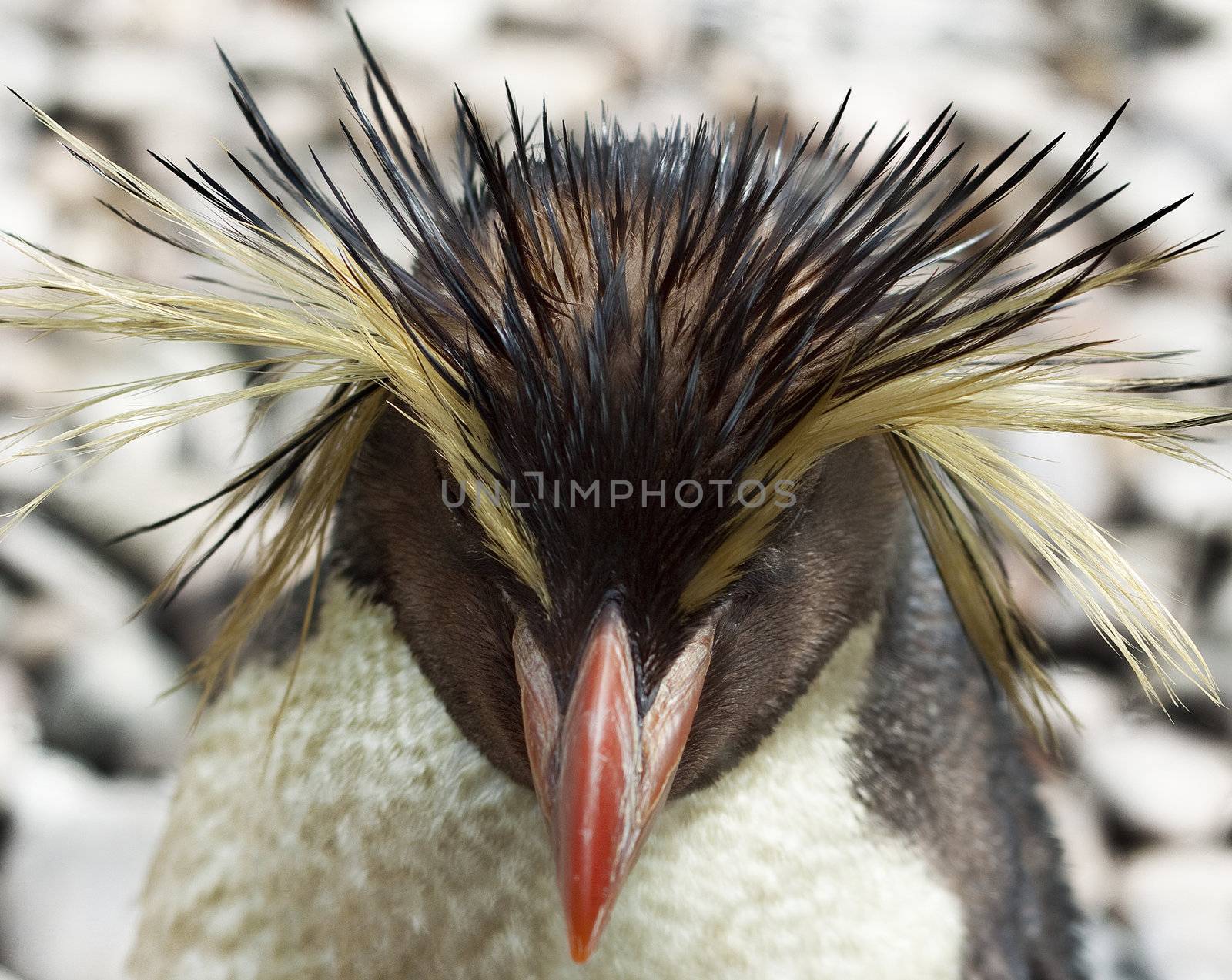 Close up of rockhopper penguin. Shallow dof