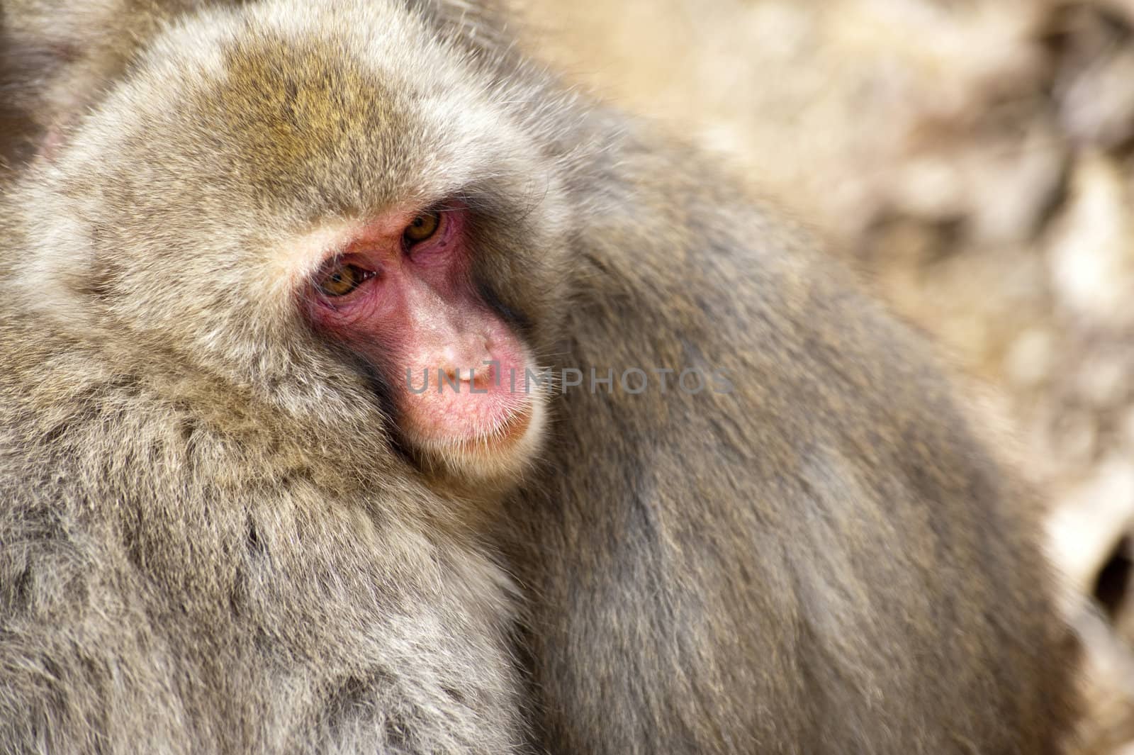 a pair of Japanese snow monkeys or Japanese Macaque huddled close together for warmth