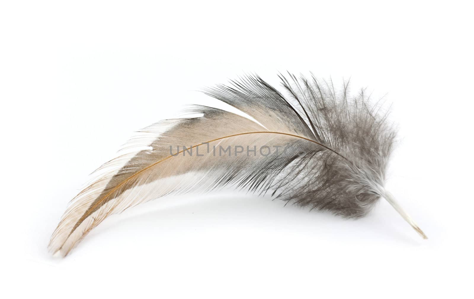 Feather isolated on white background 