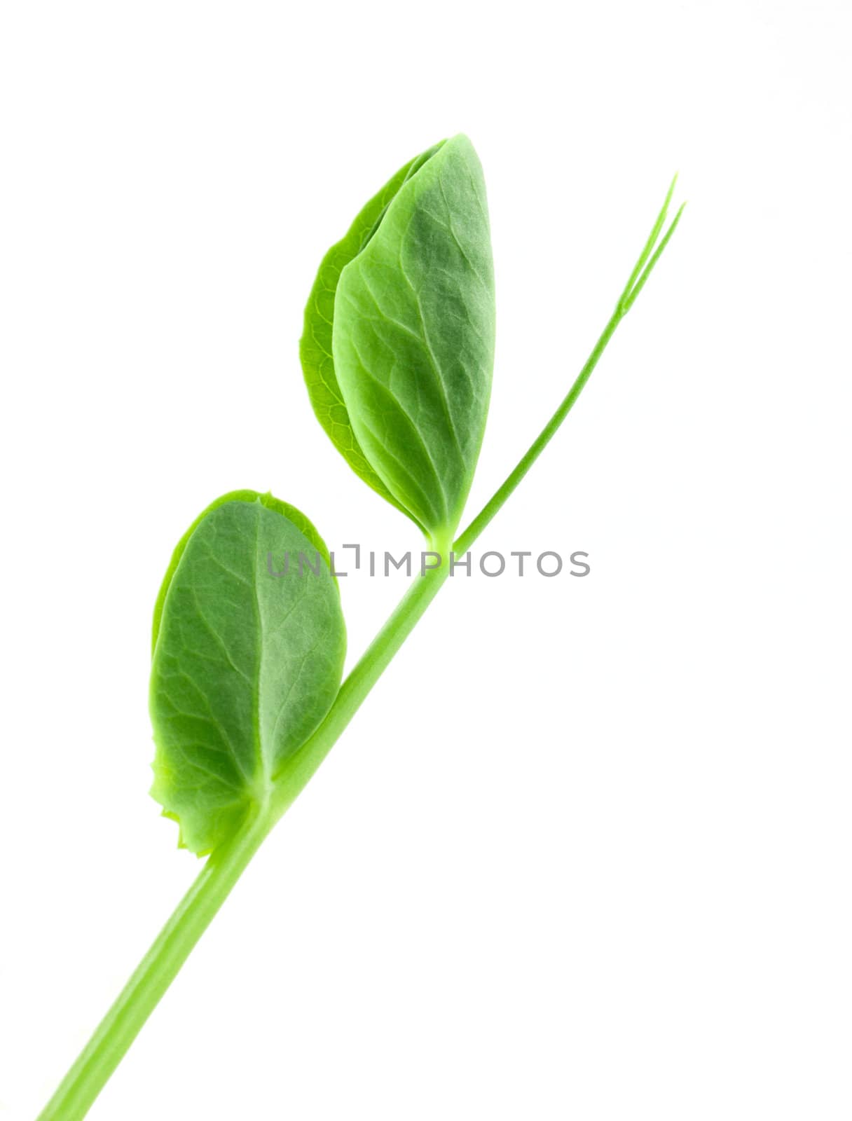 Small pea plant