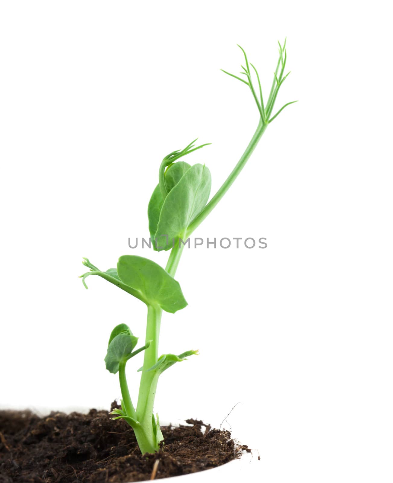 Pea plant by vtorous