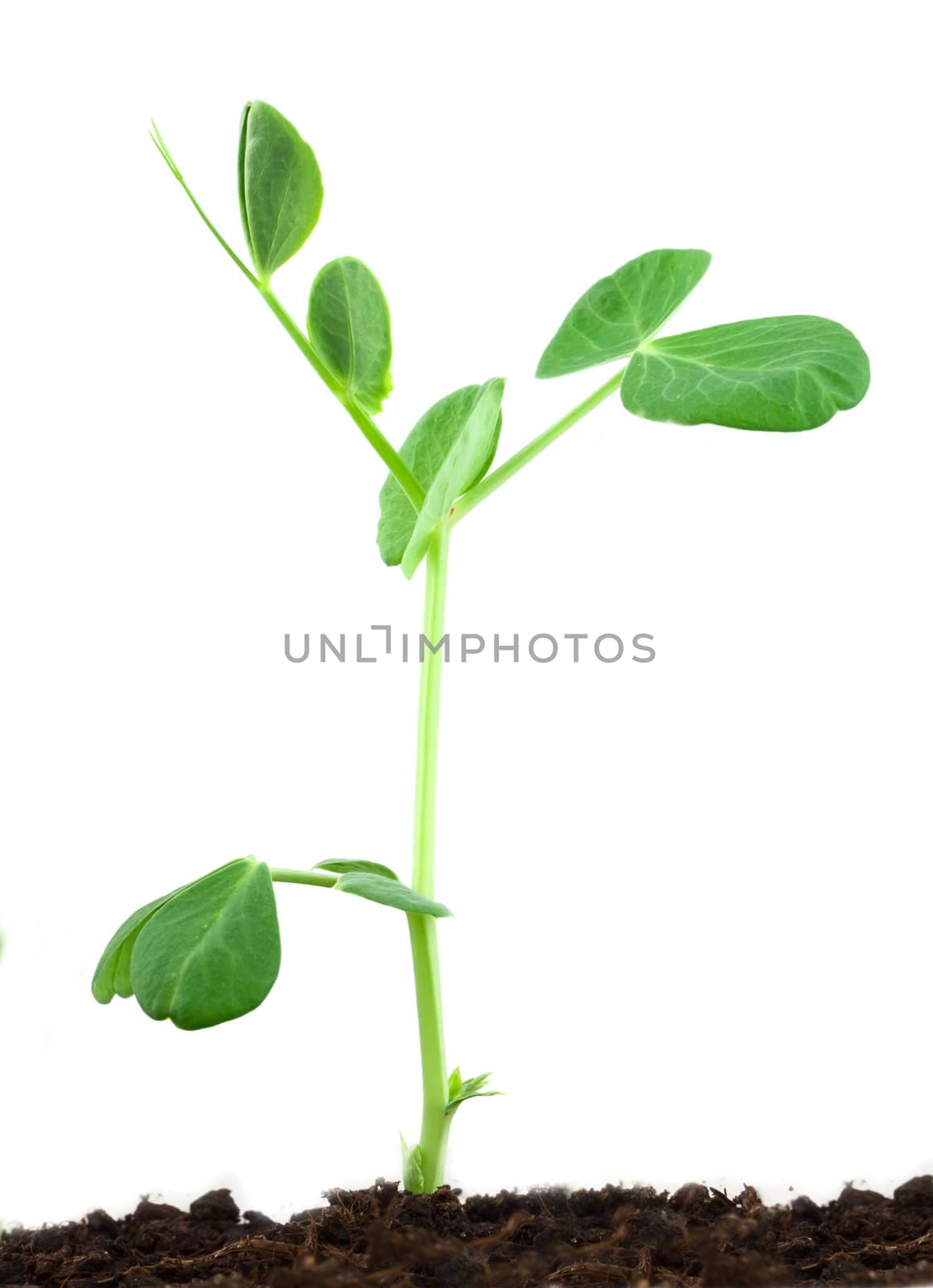 Small pea plant