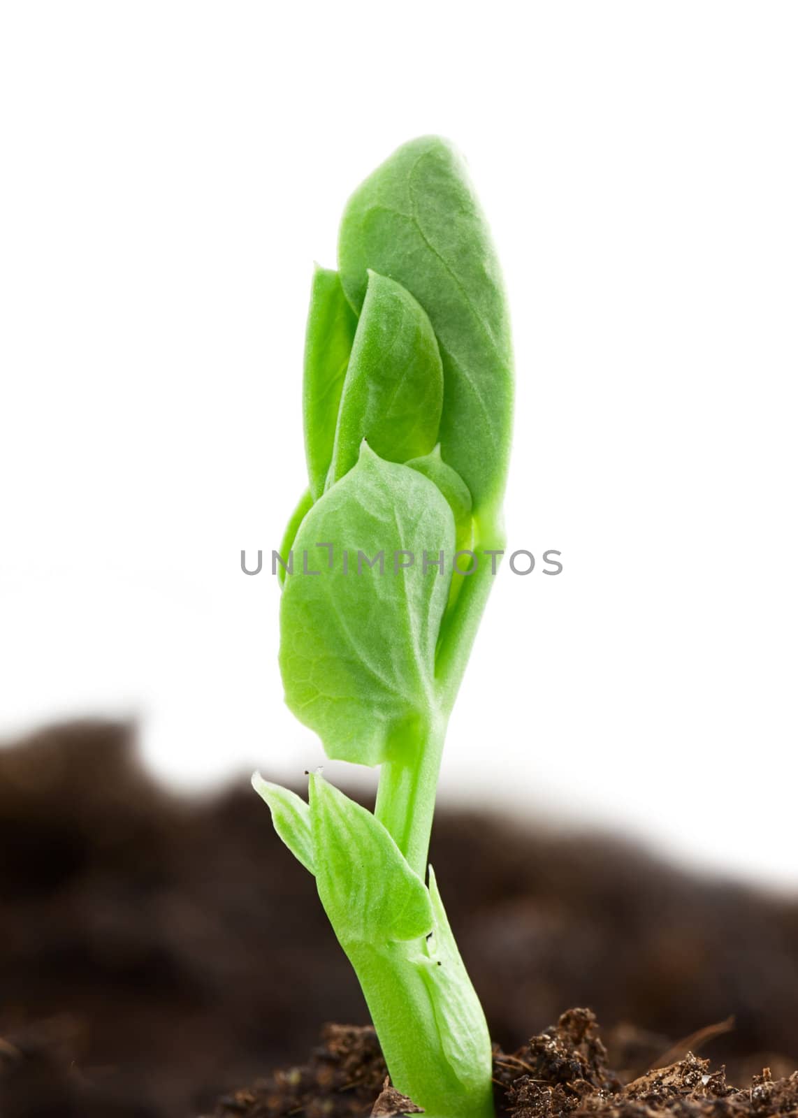 Small pea plant