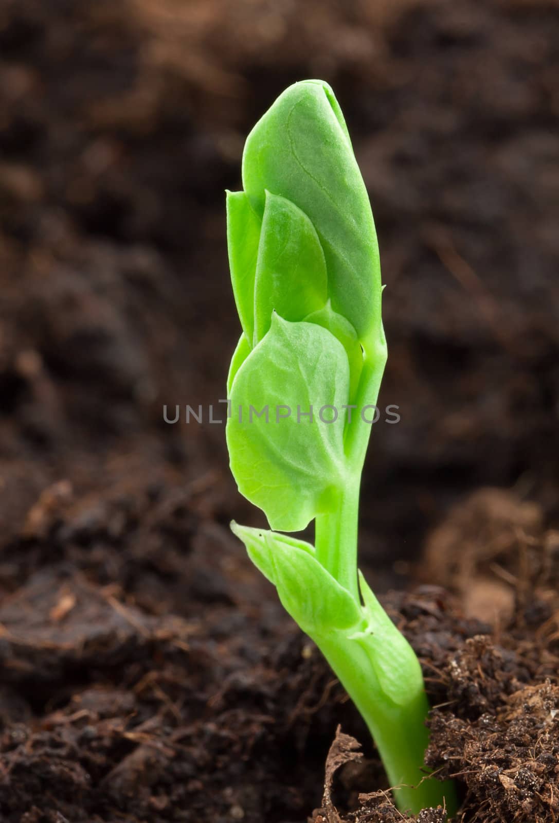 Small pea plant