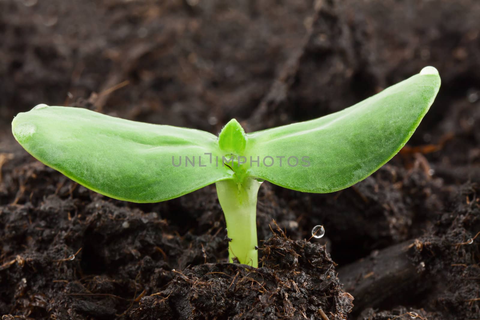 Small sunflower seeding in firt day of life