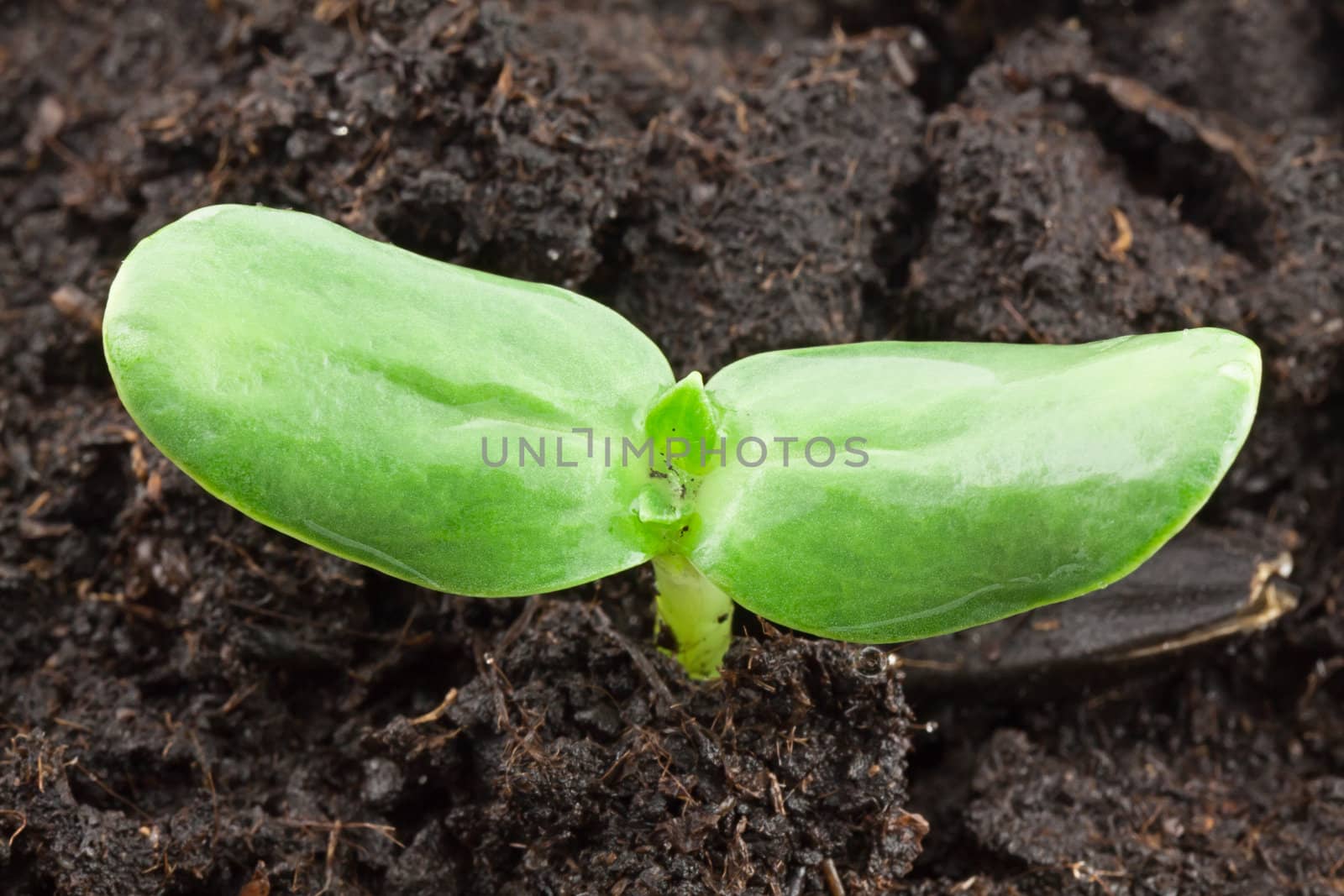 Sunflower plant by vtorous