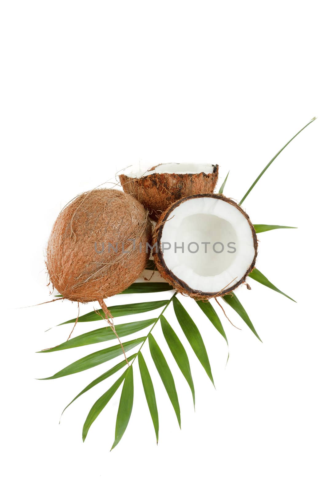 Coconut with leaves on a white background 