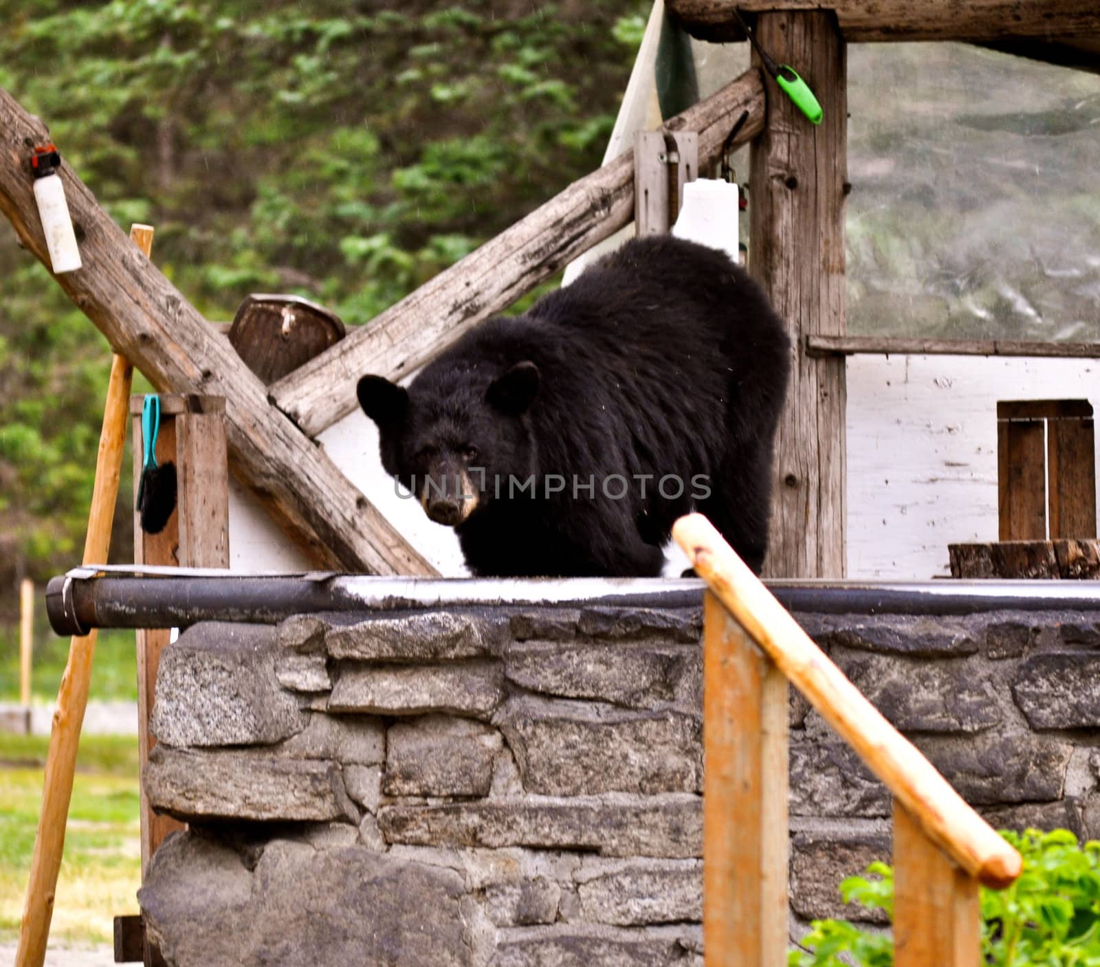 Bear Stare by RefocusPhoto