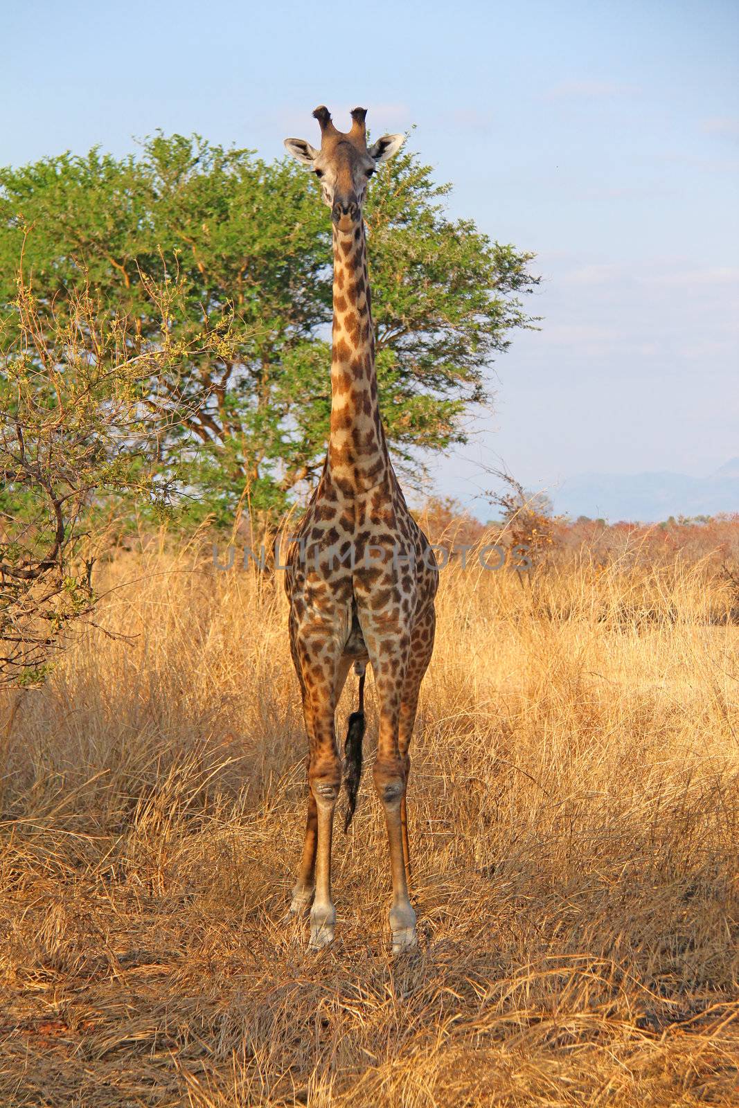 Wild Giraffe by kjorgen
