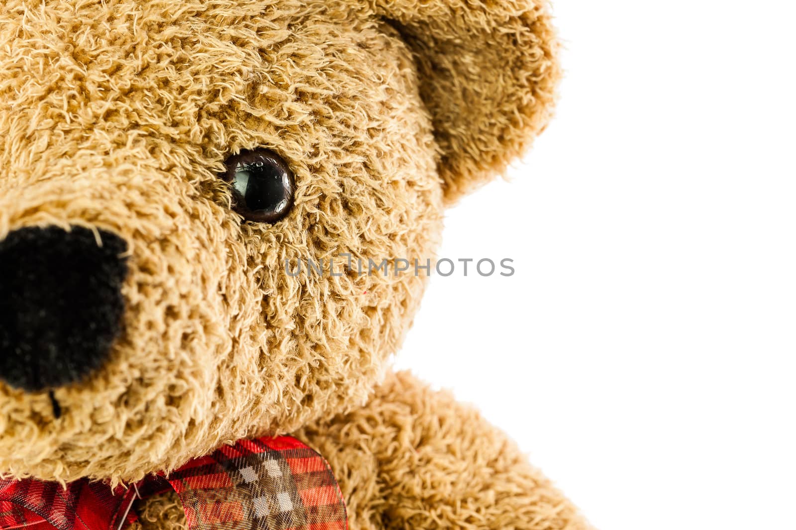 bears doll on white background isolated