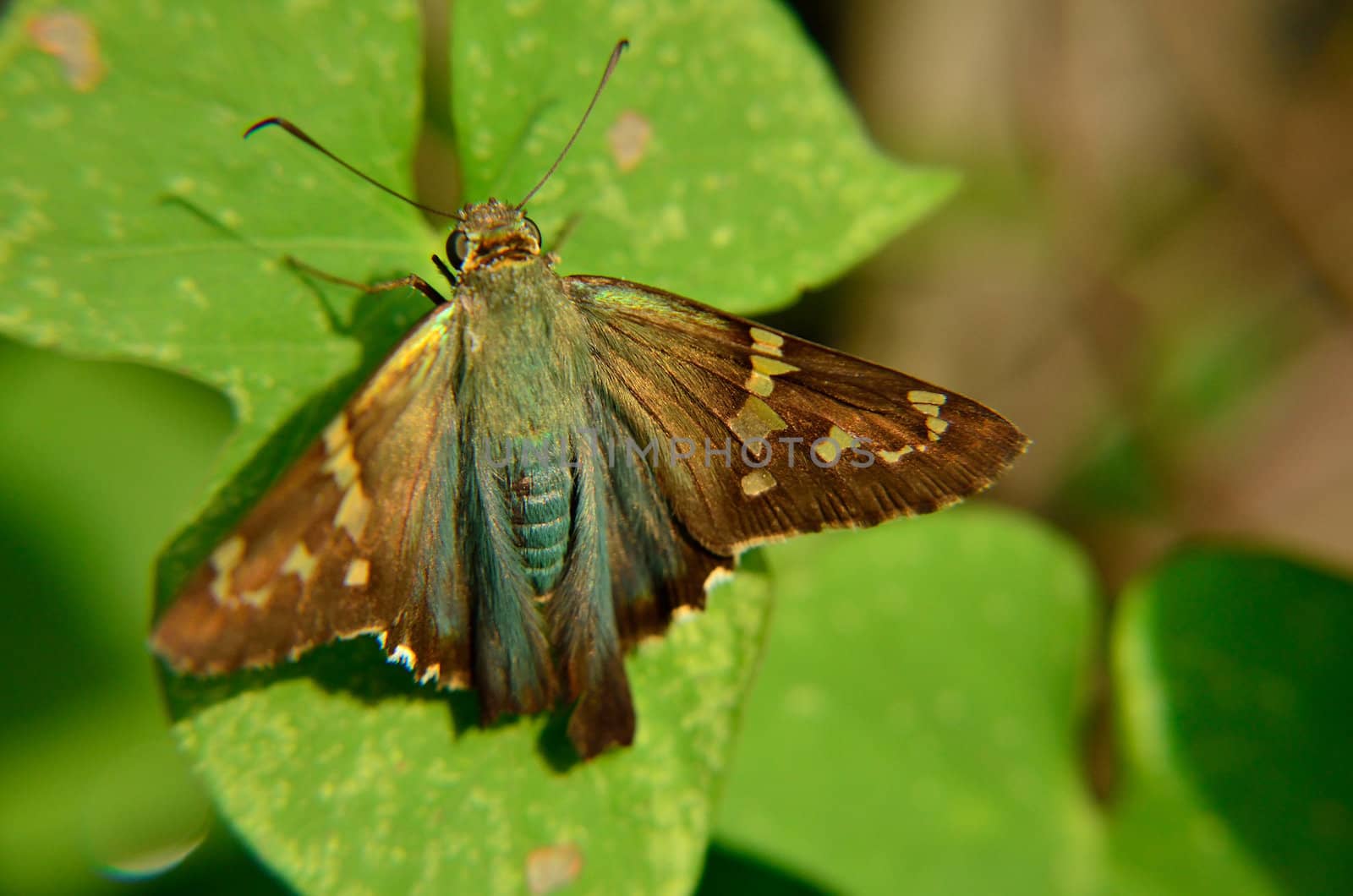 Blue and brown moth lands on morning glory vine's leaves







insect, moth, bug, bugs, insect, blue, brown