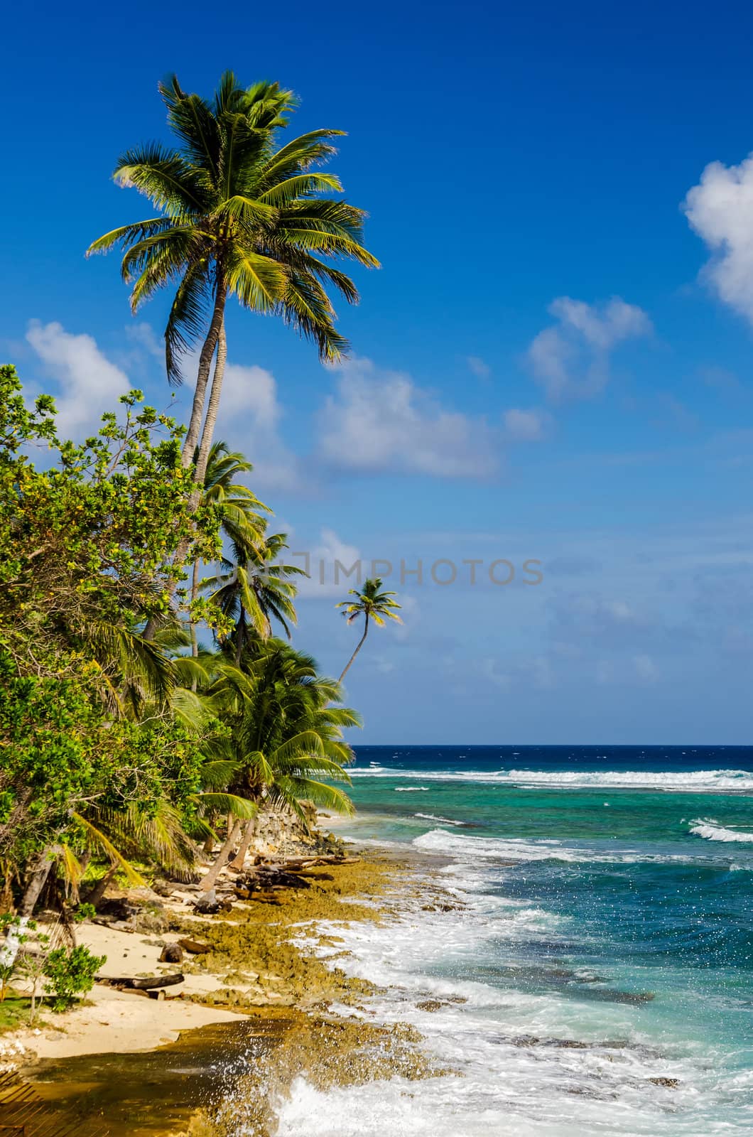 Caribbean coastline with blue water and palm trees of San Andres y Providencia, Colombia