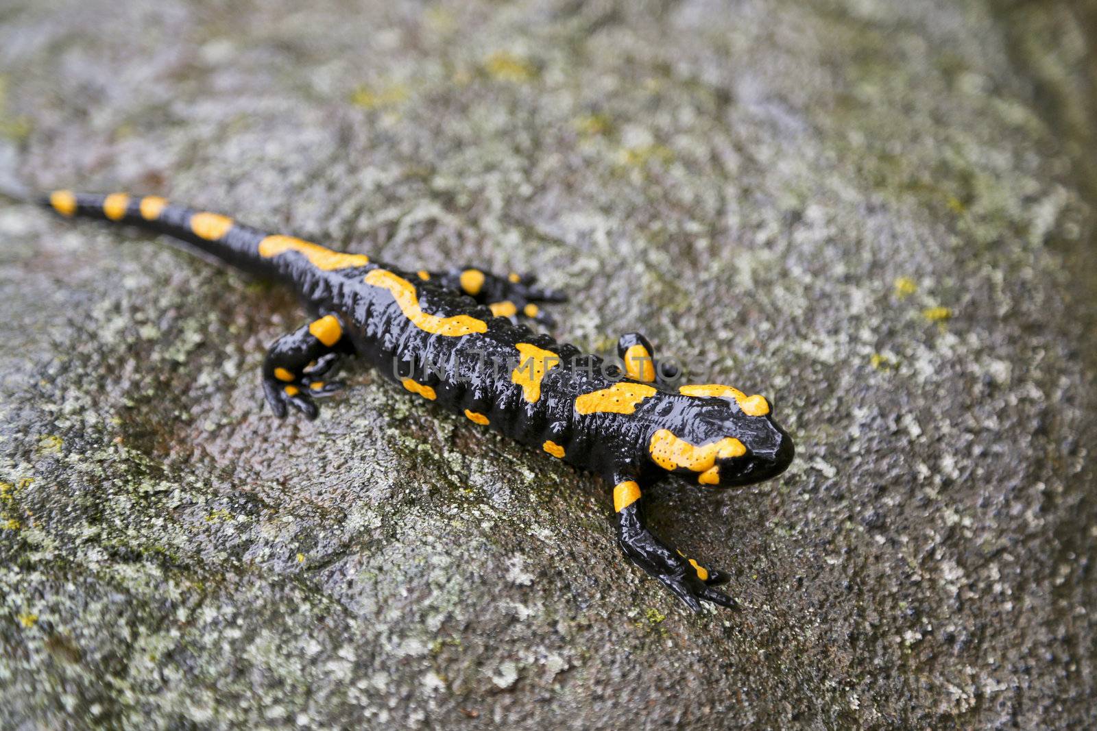 Closeup of a fire salamander on a wet stone
