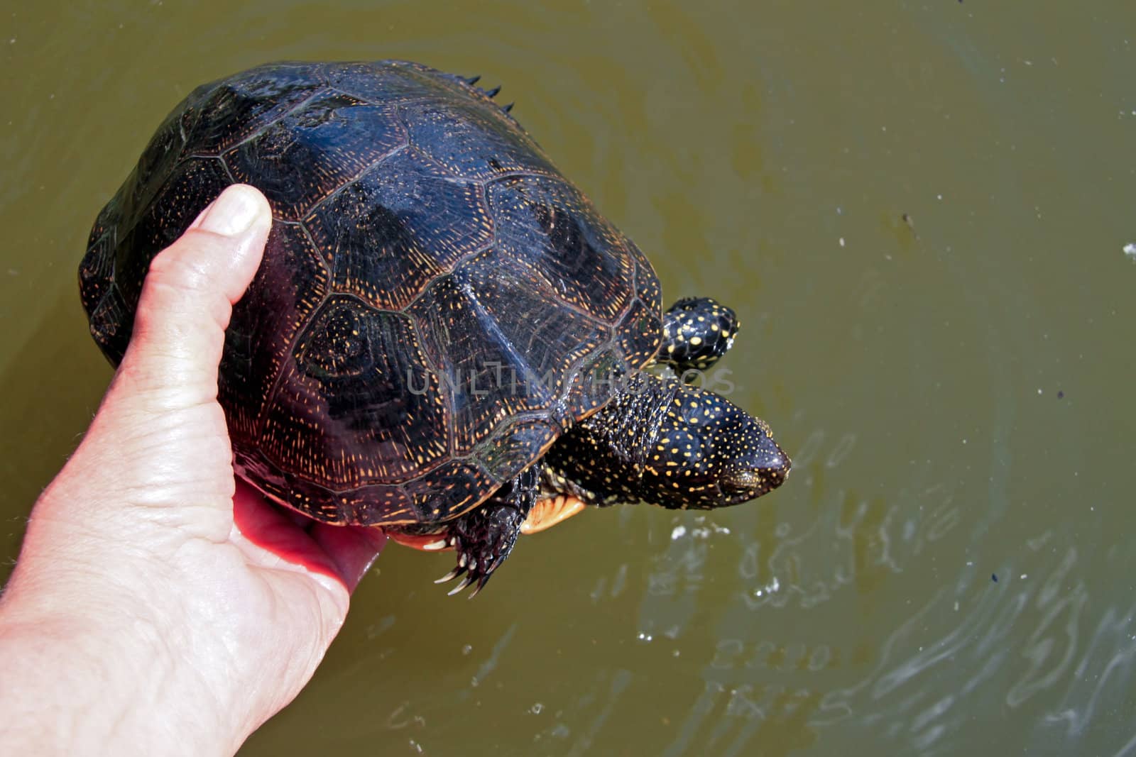 Close-up of a big, beautiful turtle