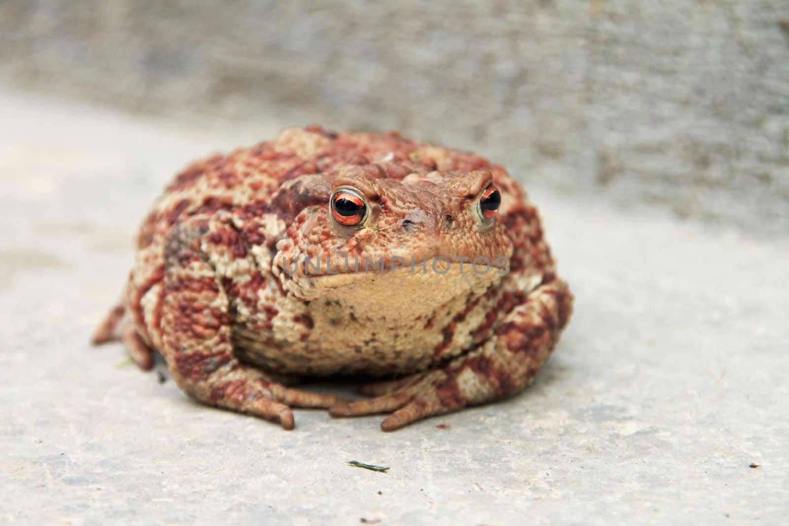 Close-up of a big, ferruginous toad