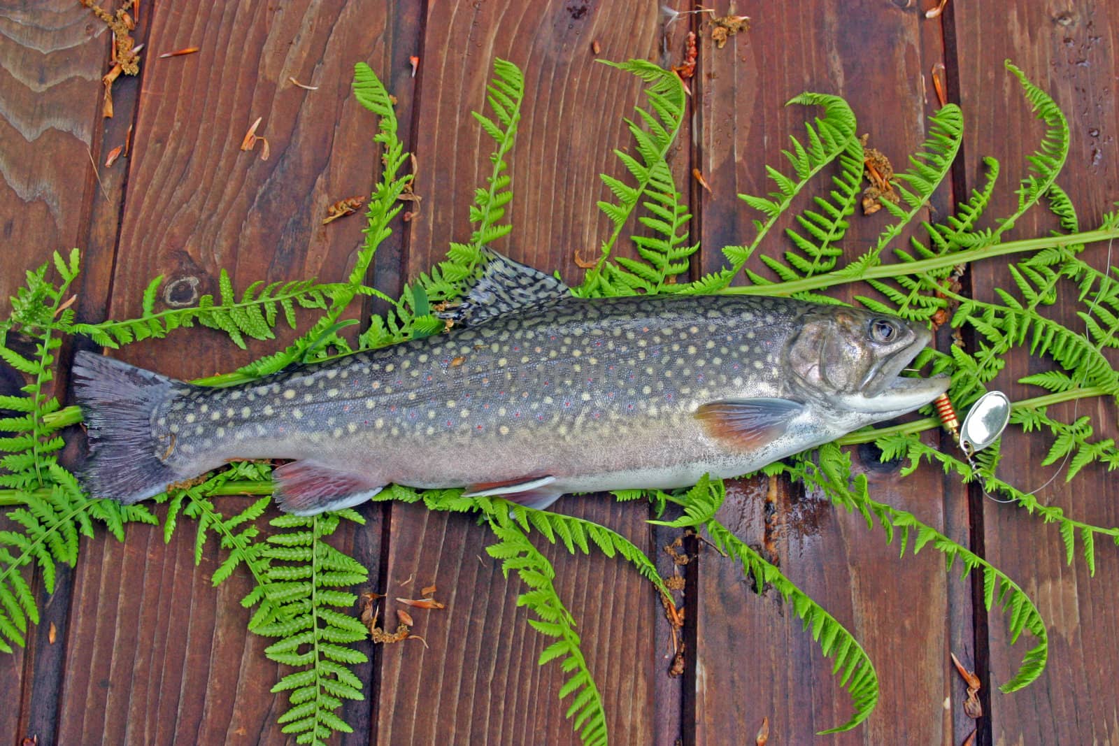 Brown trout on the table with green leaves. Salmo Trutto Fario.
