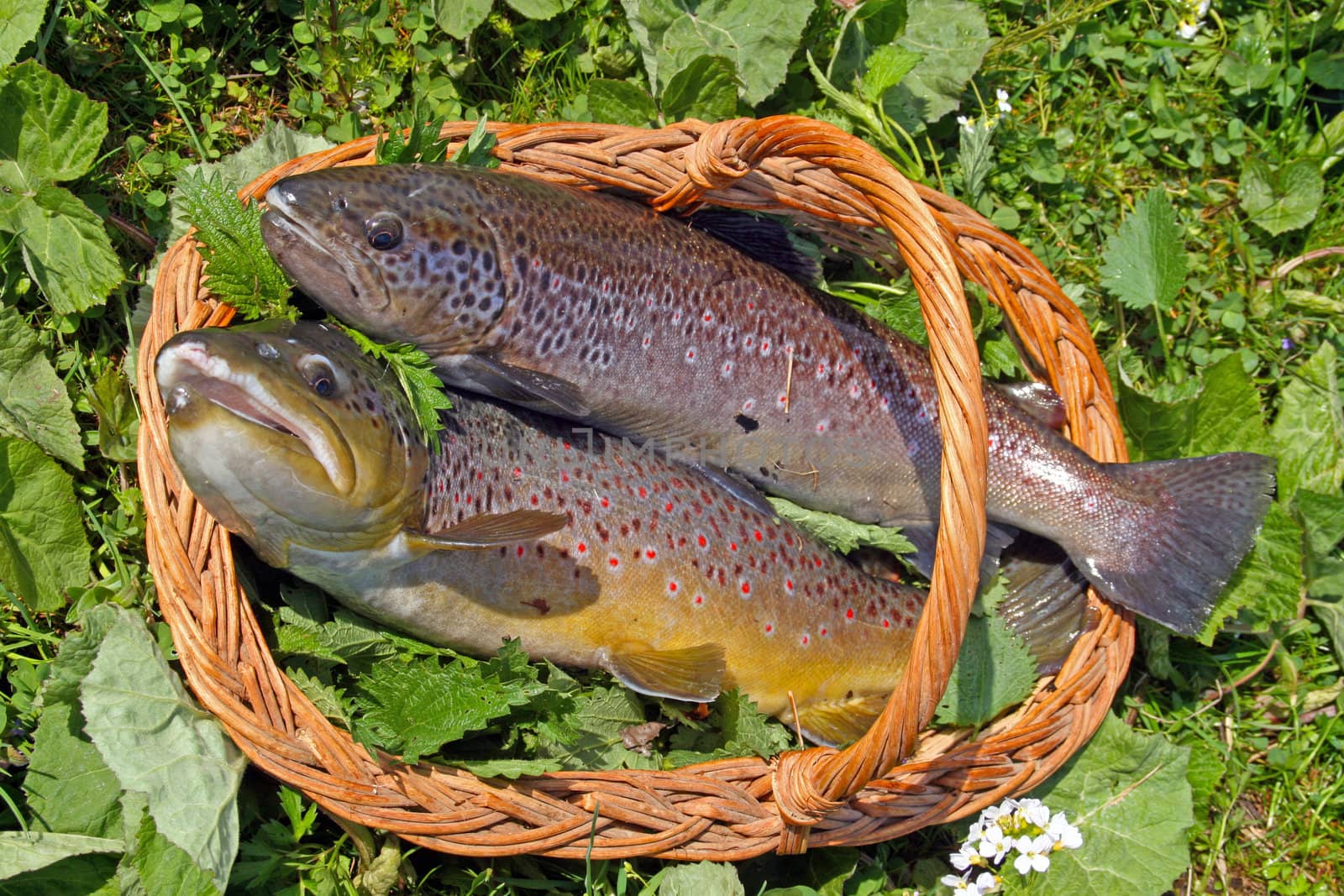 Two trouts in a basket