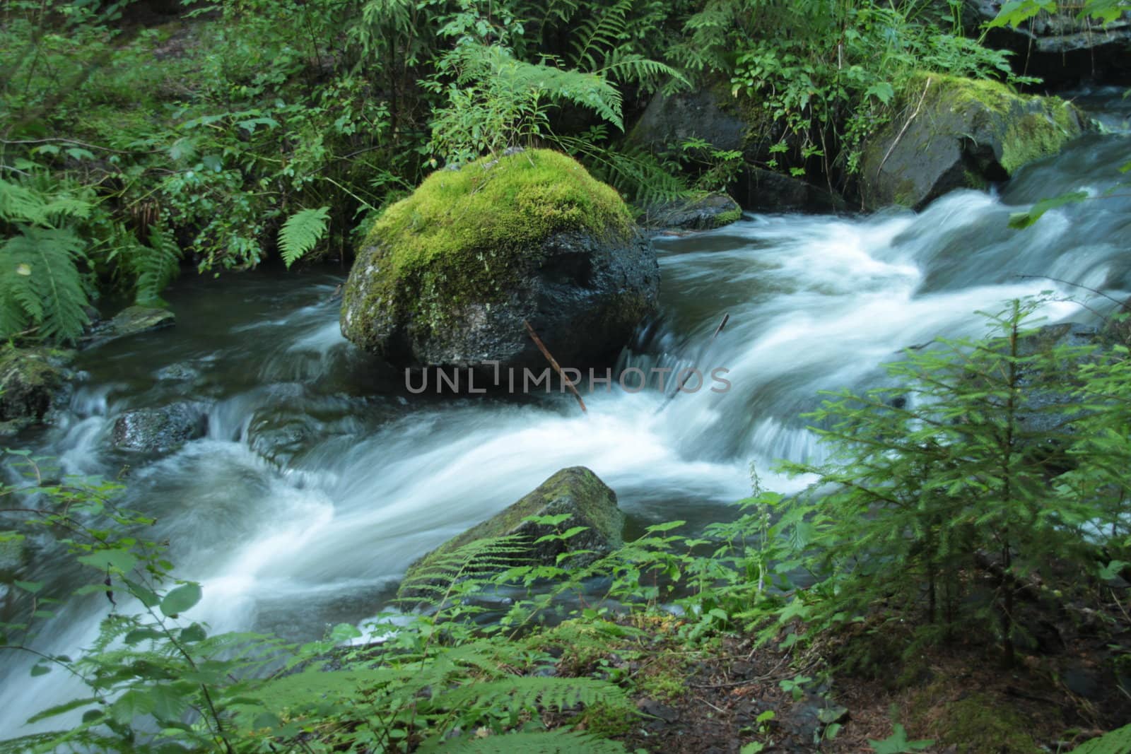 A water-course with long exposure in a rich planted environment