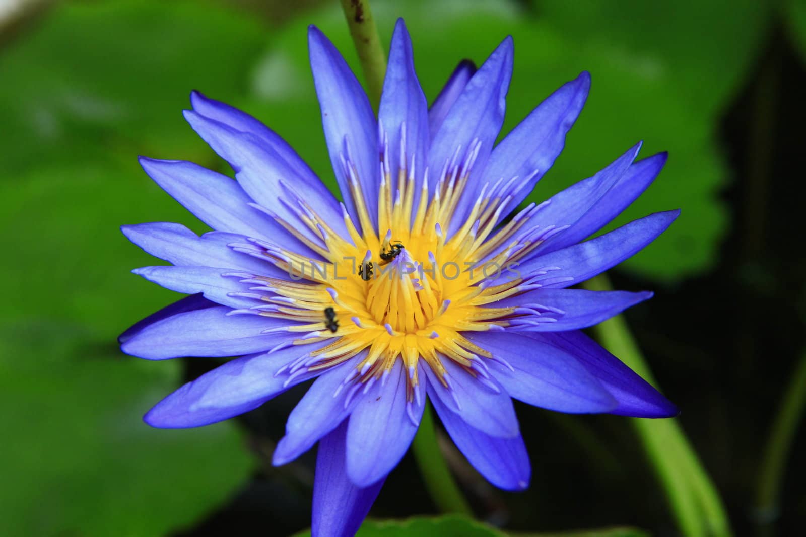 a beautiful purple lotus with the bees inside