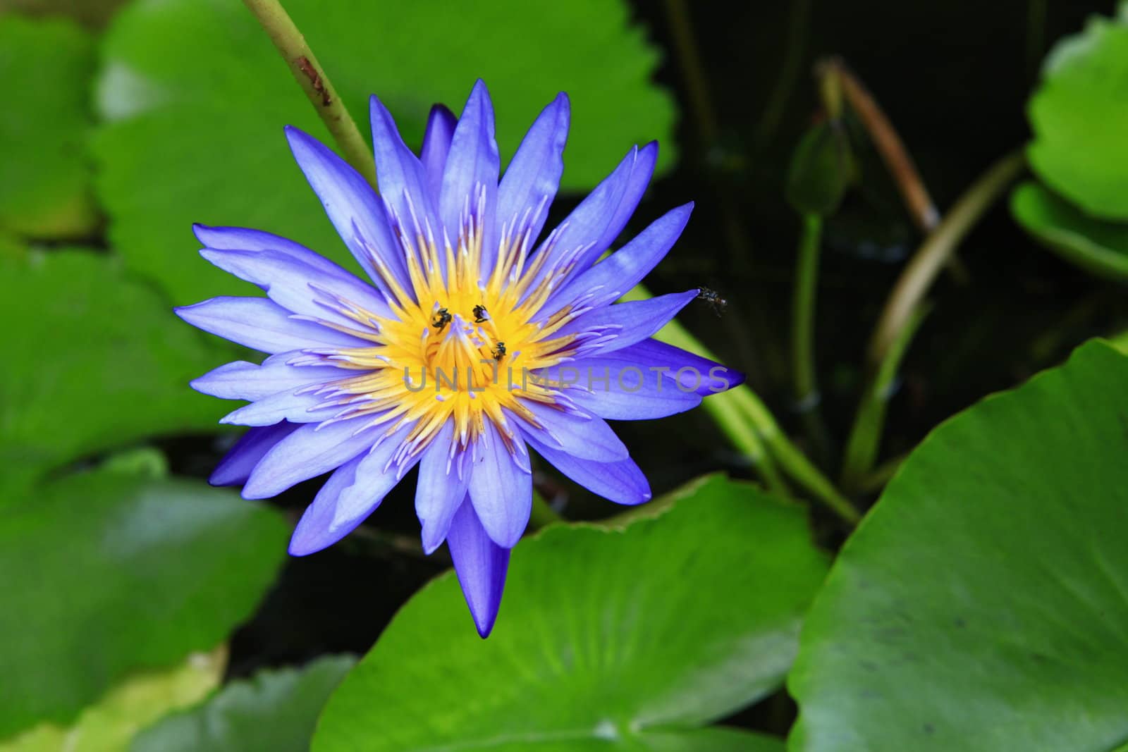 a beautiful purple lotus with the bees inside