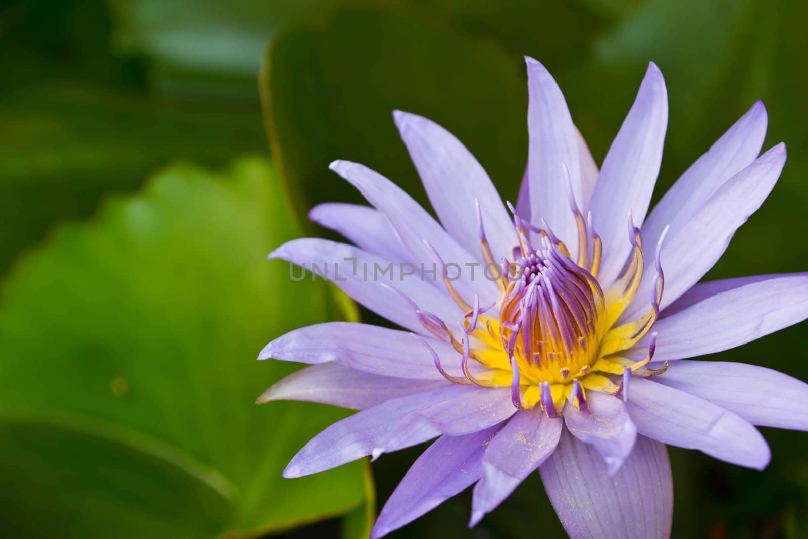 Lotus flower