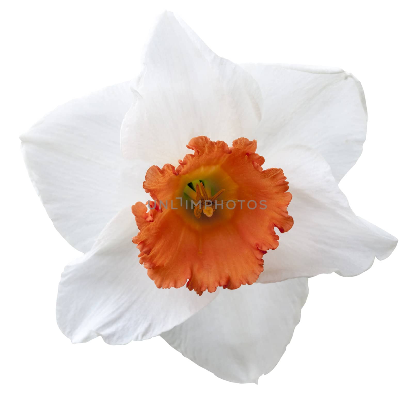 Beautiful daffodil isolated against a white background with clipping path included in the file.