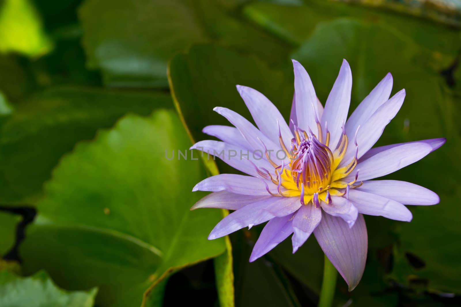 Lotus flower