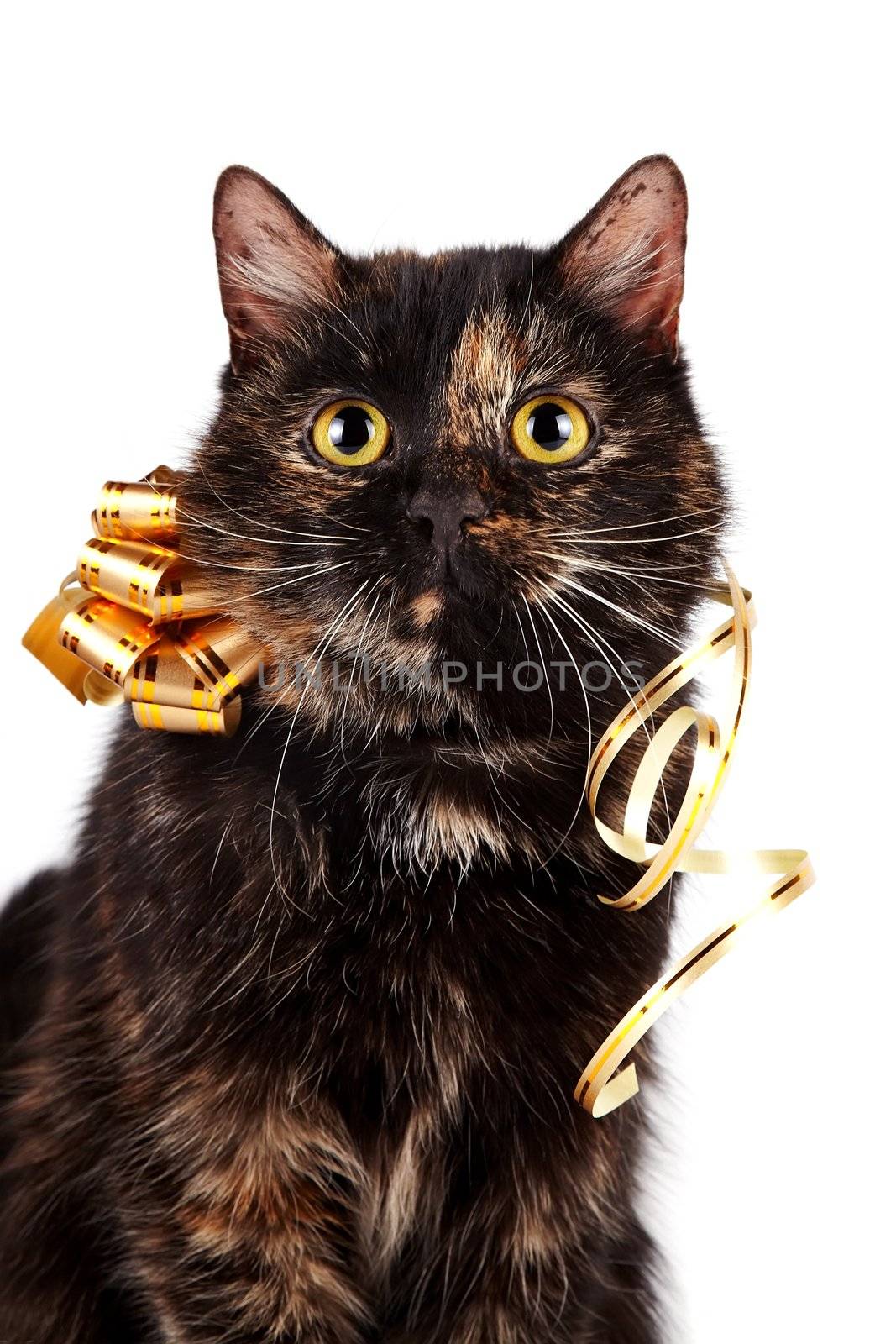 Portrait of a cat with a gold bow on a white background
