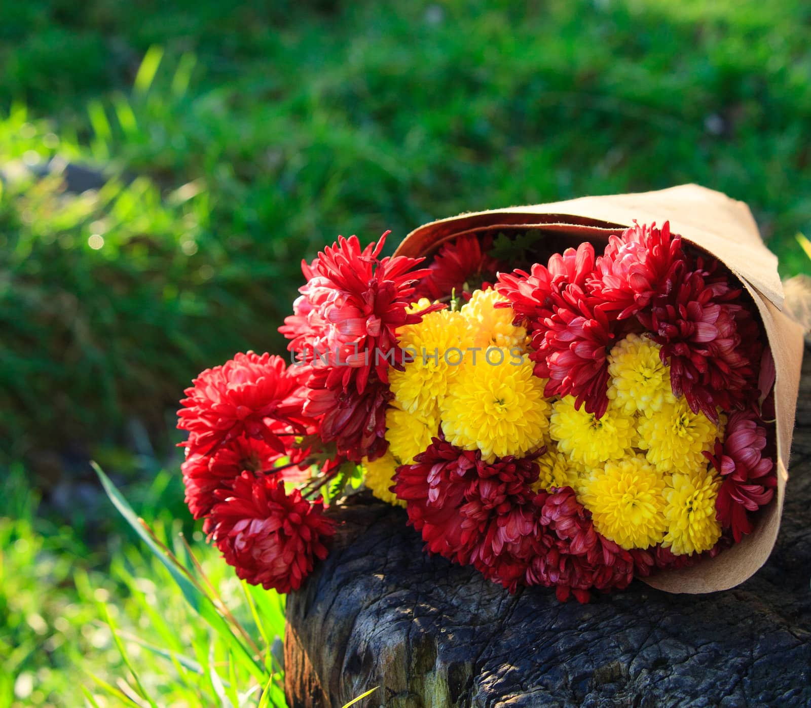 bright bouquet of chrysanthemums is on the stump by sfinks