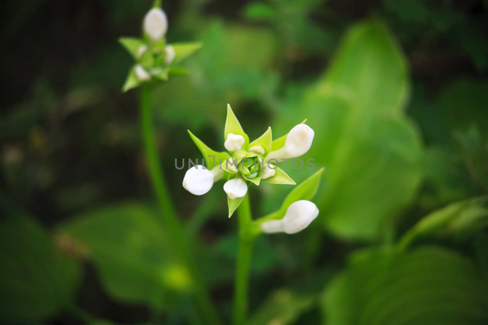 unblown white flower on a background of green leaves