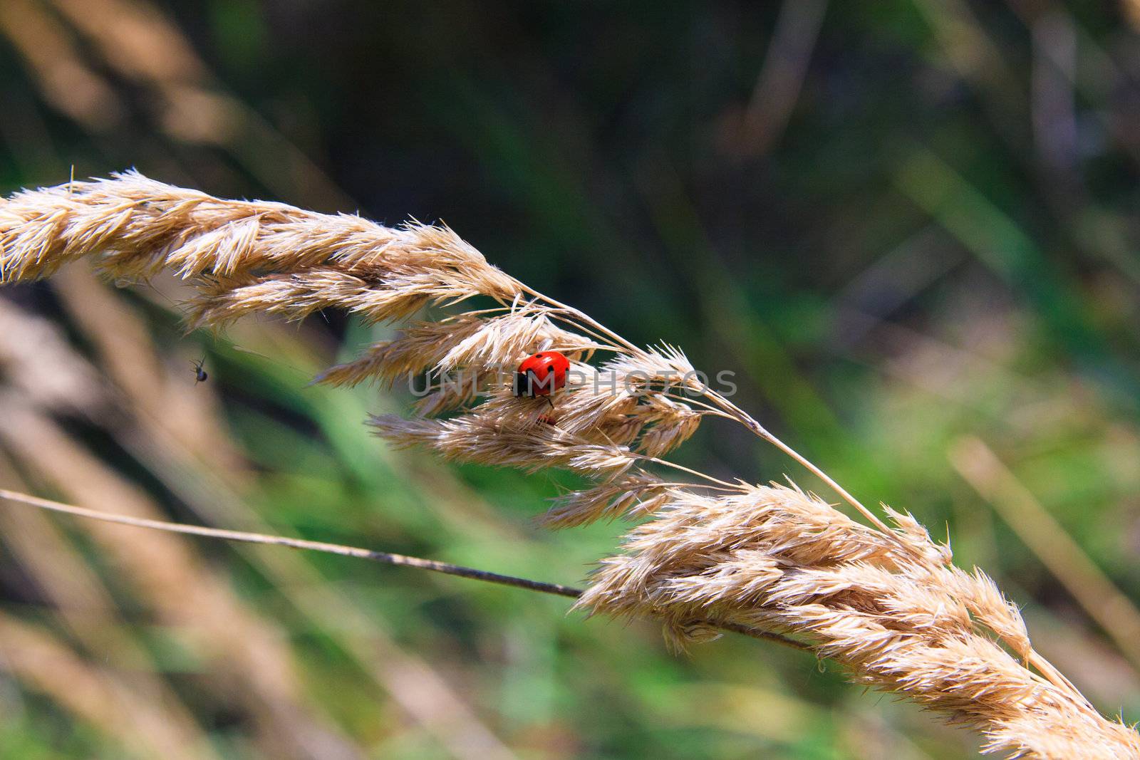 ladybug and a spider on the ear