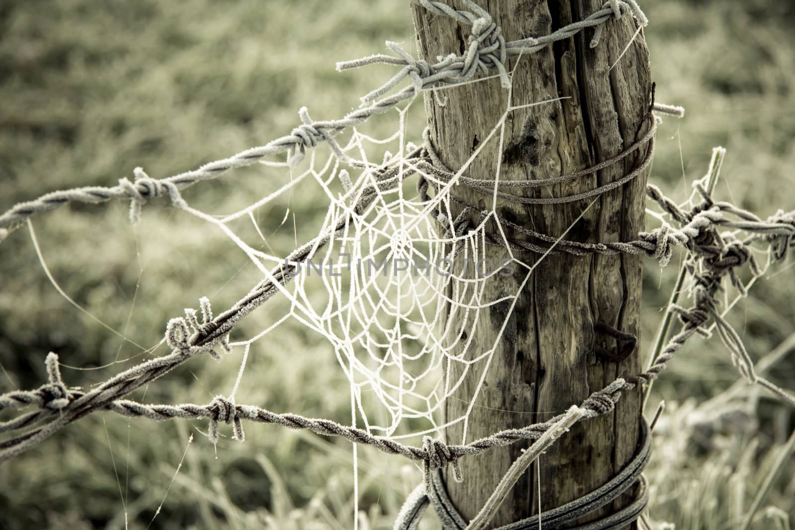 Spiderweb frozen and barbed wire frozen in a wooden trunk on green grass field background