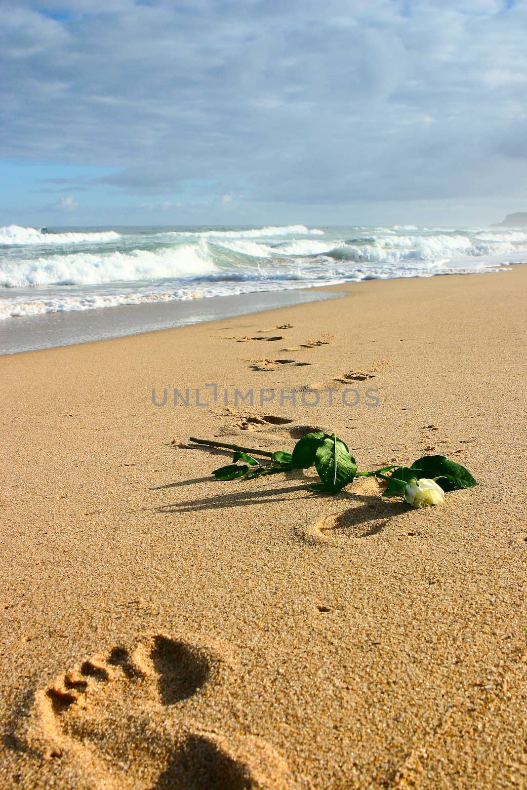 Dry rose on an empty beach