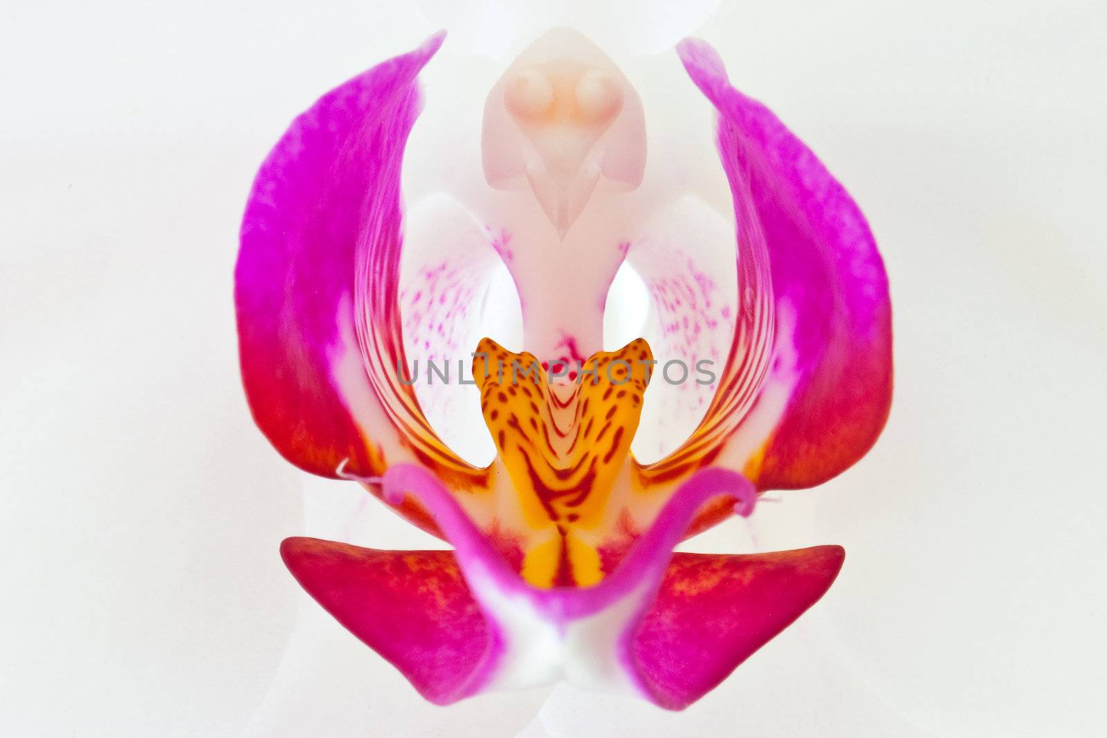 Beautiful orchid on a white background