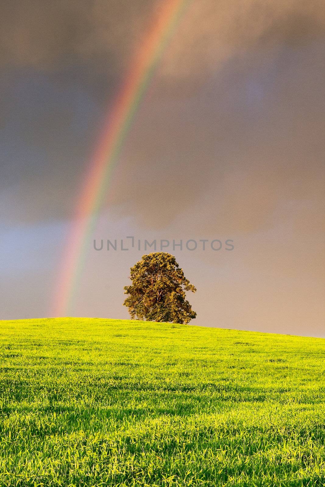 Natural rainbow over green field