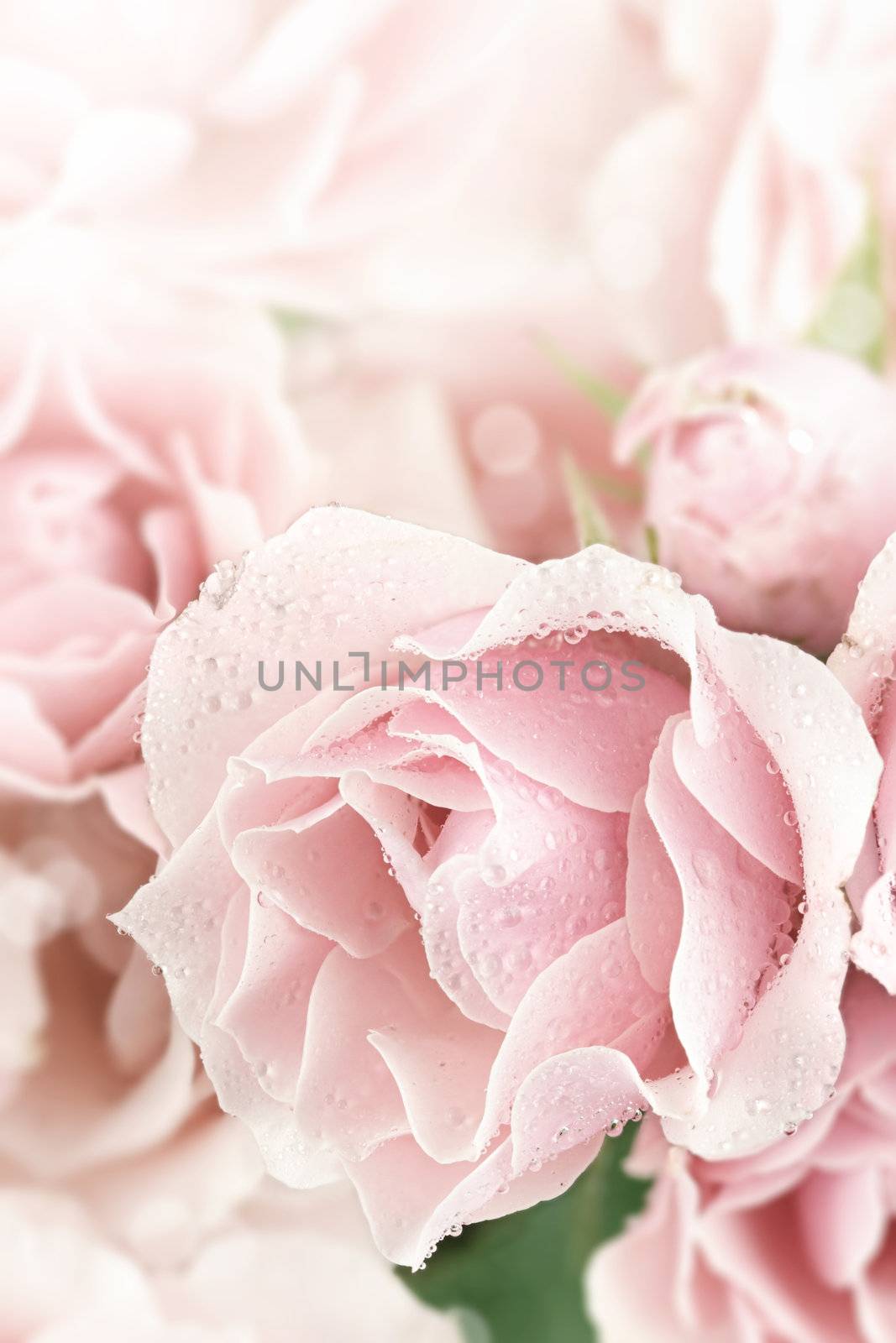 Close up of a beautiful pink tea rose. Shallow depth of field.