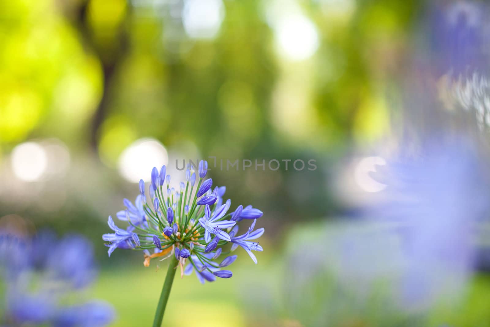 one blue flower and lights