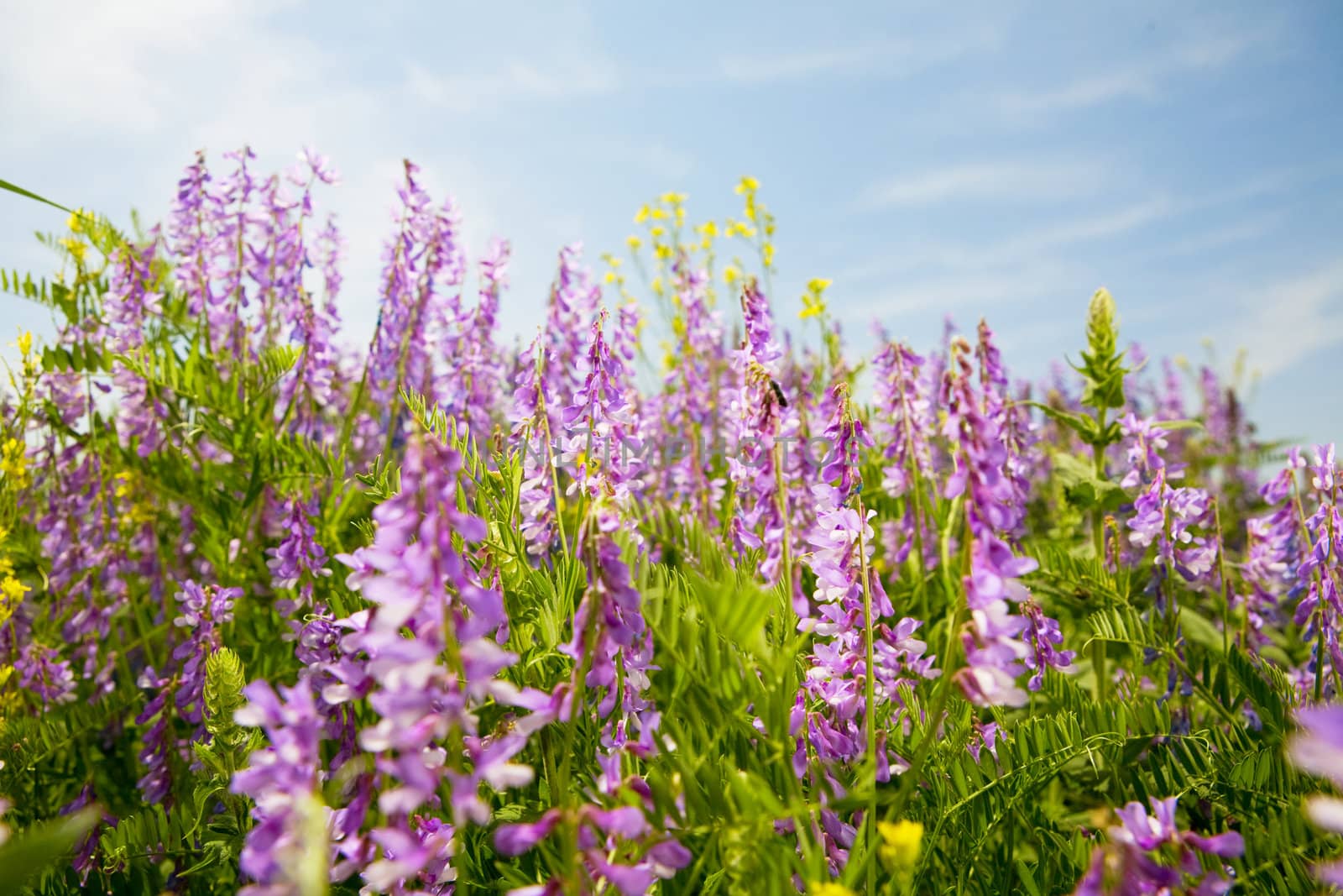 field of vicia cracca by vsurkov