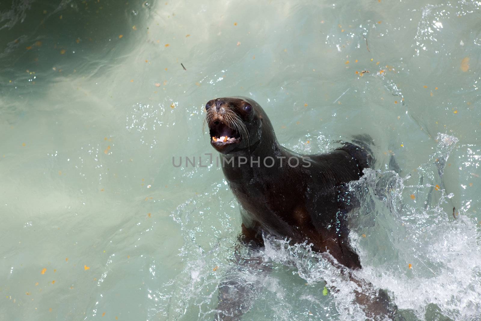 Fur Seal in the water