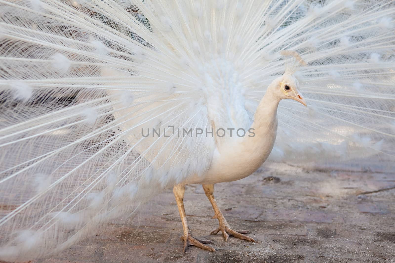 a peacock with white plumage